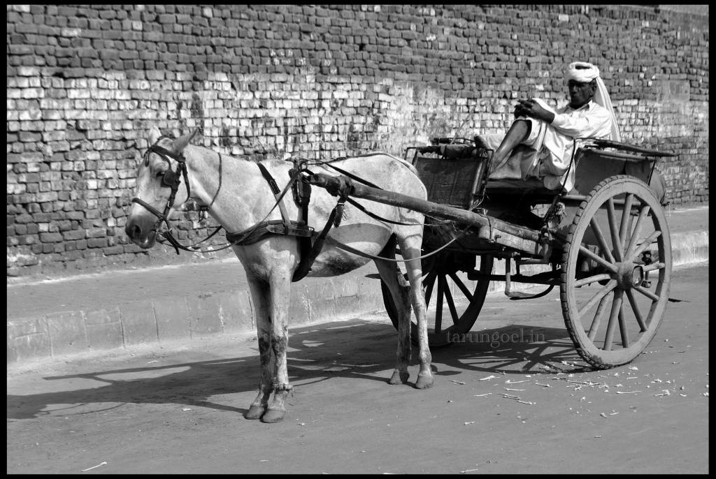 Horse Cart in Lahore, Pakistan