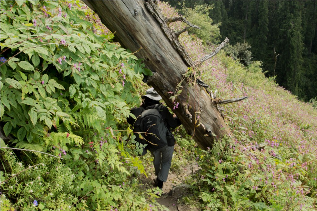 Forest Trail Barot Lohardi Dyna Sar